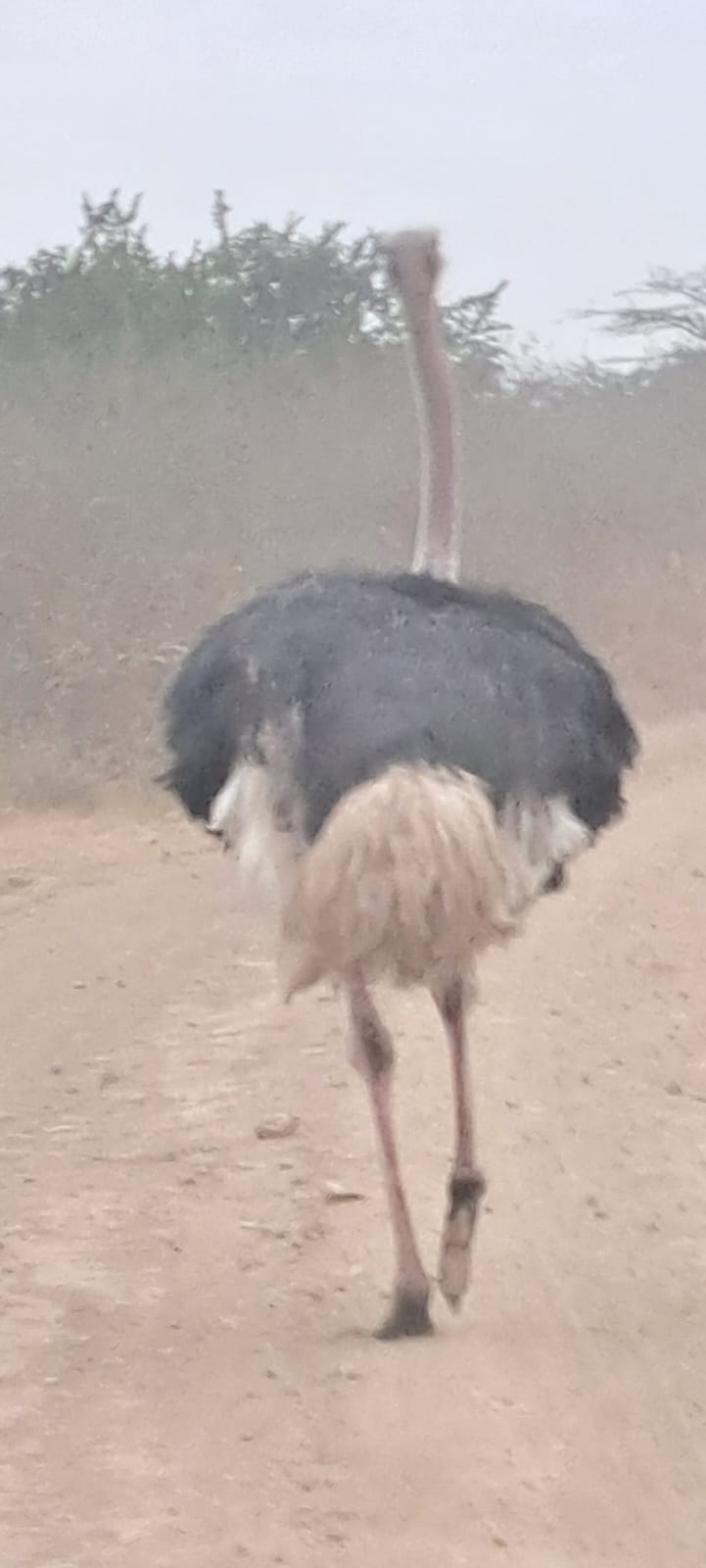 Kenya-28