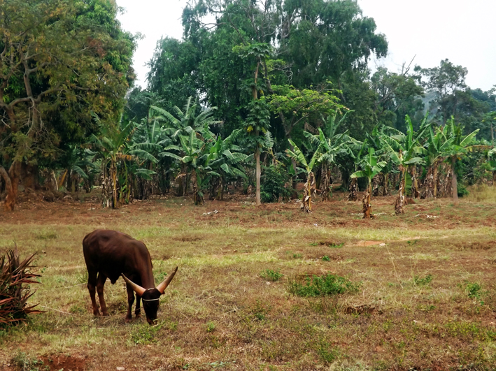 Uganda countryside